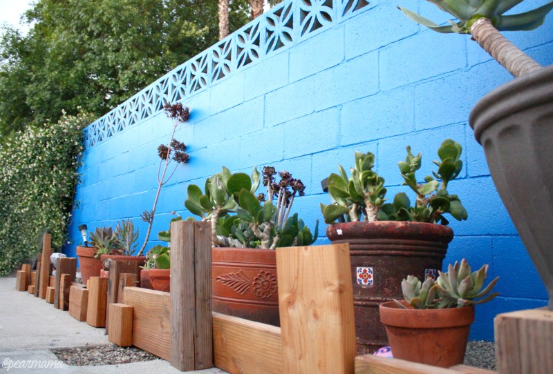 blue-wall-cactus