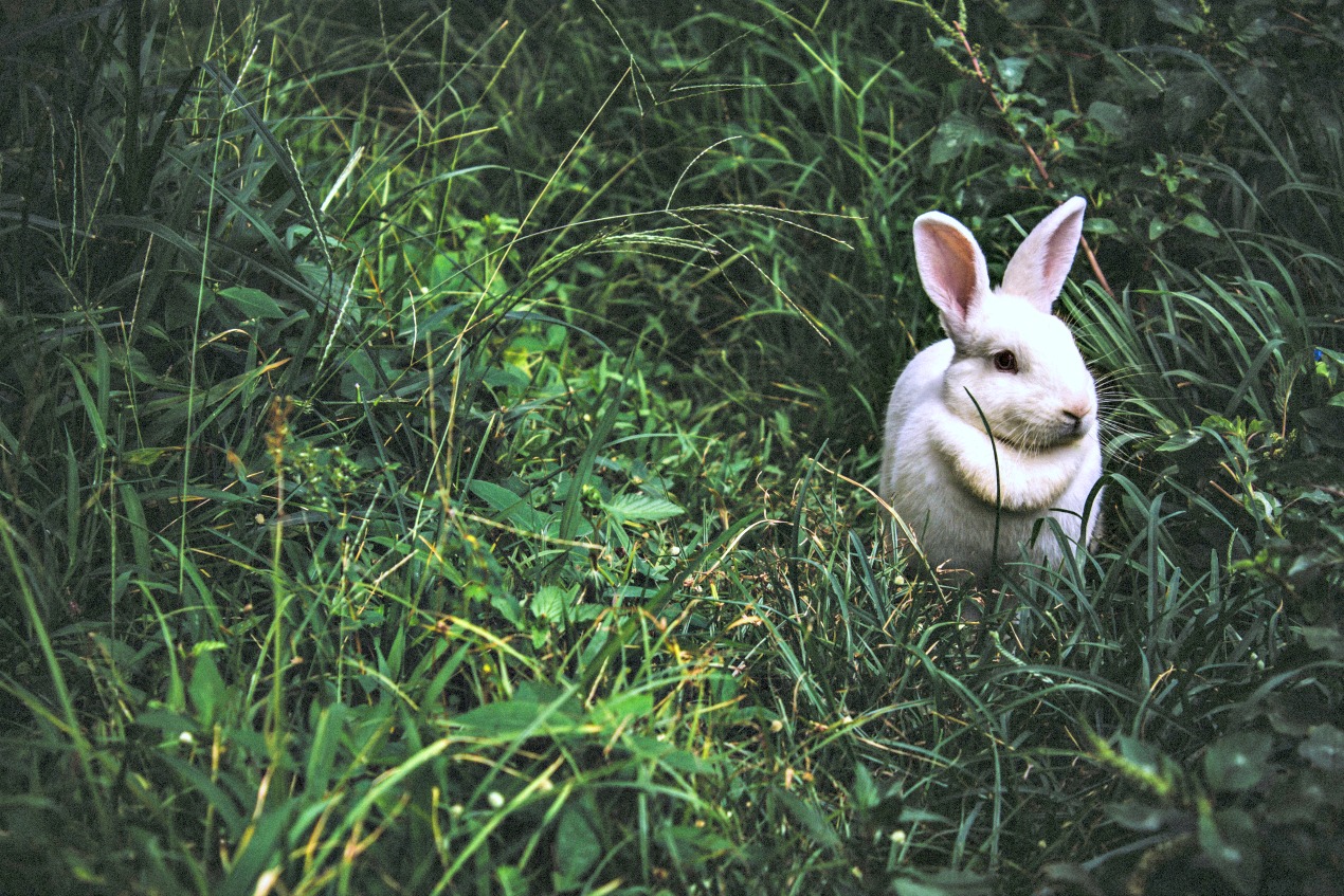 pearmama-privacy-policy-rabbit