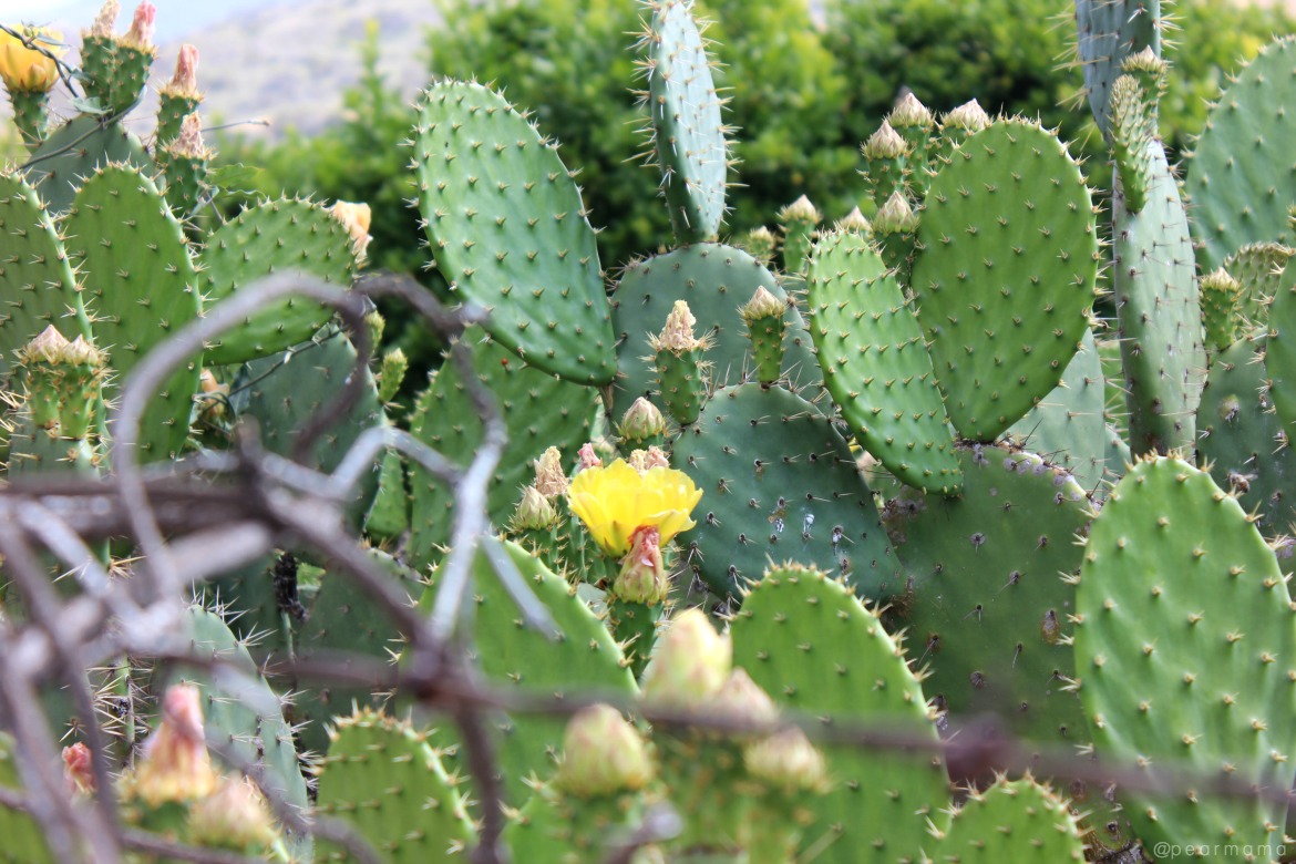 koa-ventura-ranch-cactus