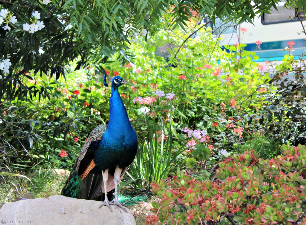koa-ventura-ranch-peacock