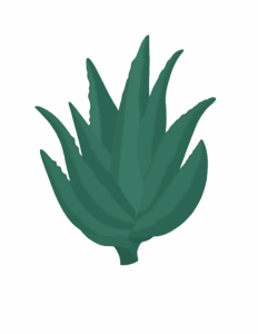 Aloe vera illustration by artist Denise Silva