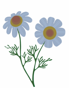 Chamomile illustration by artist Denise Silva